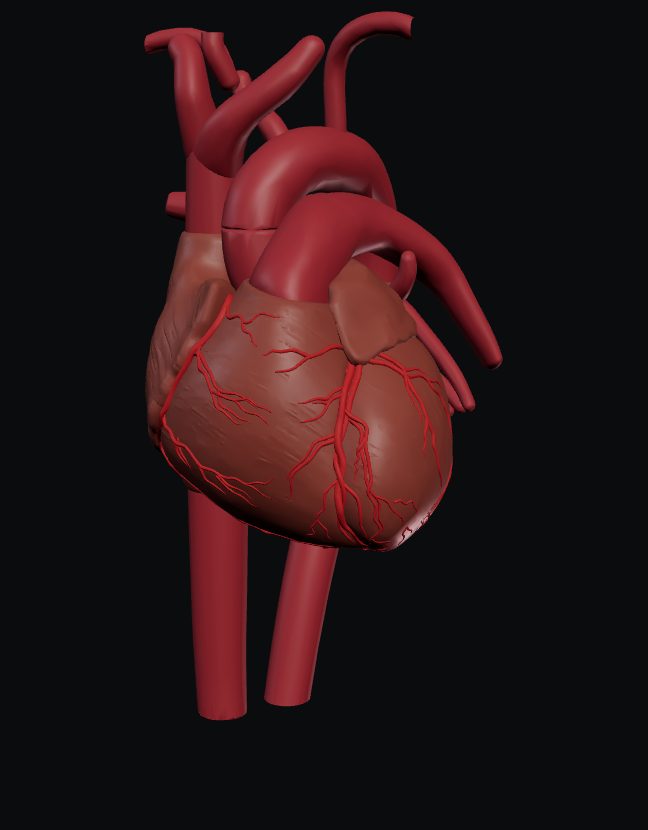 Modelo 3D do coração