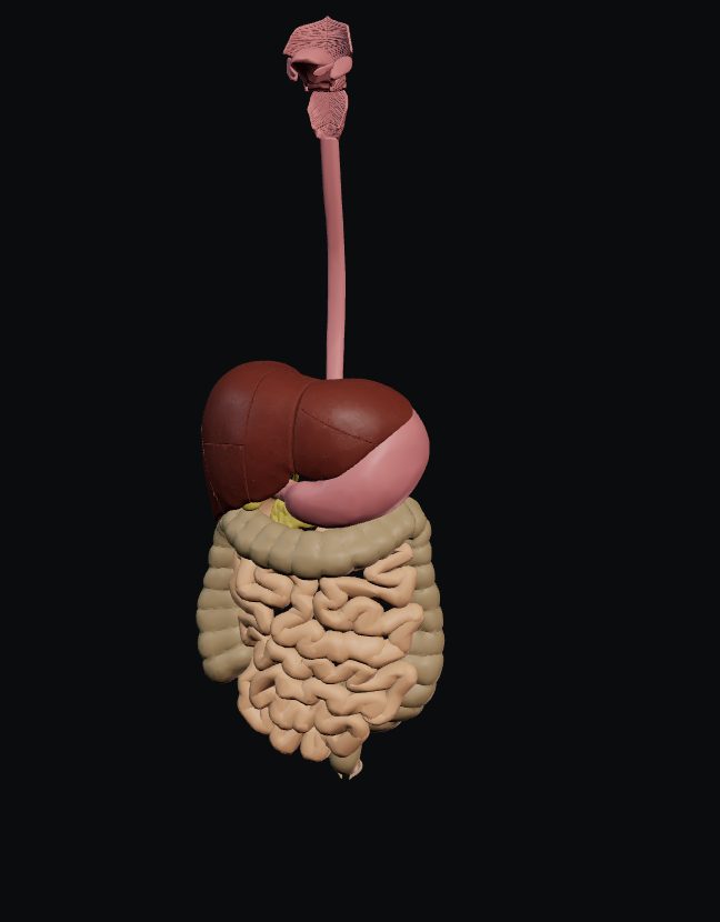 Modelo 3D do sistema digestório