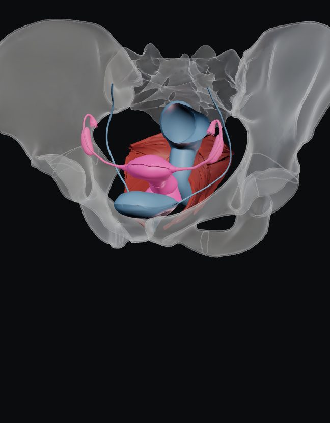 Modelo 3D da pelve feminina