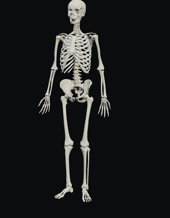 Modelo 3D do esqueleto